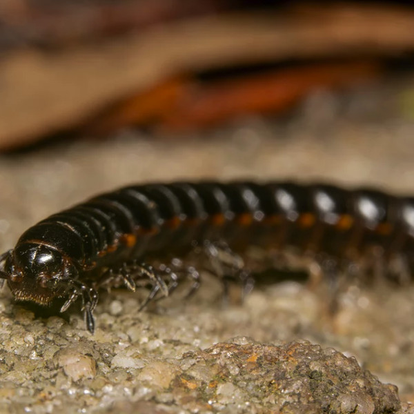 pest control millipedes in the house