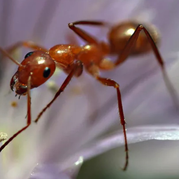 professional ant control exterminator