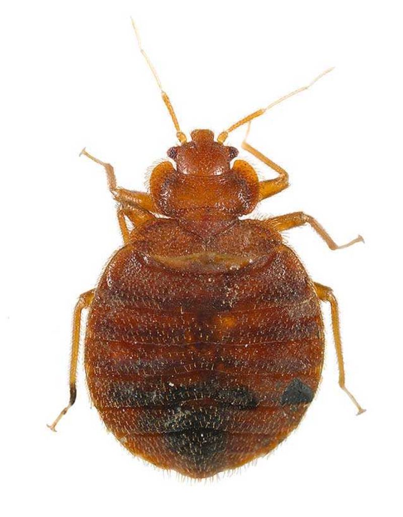 bed bug treatment for Cimex hemipterus