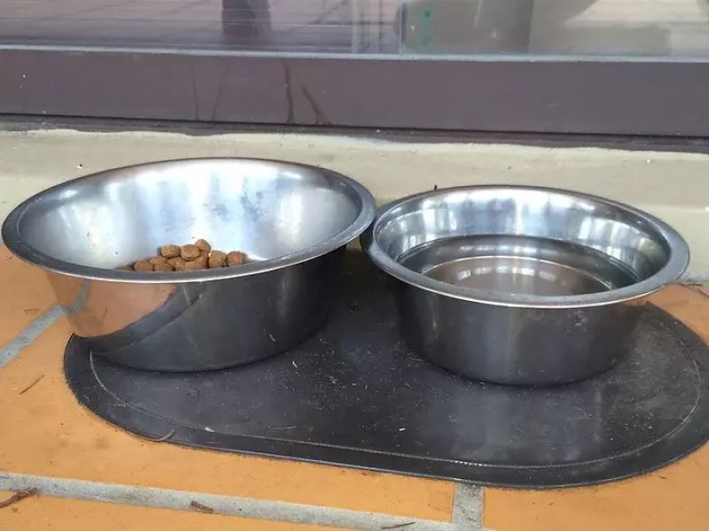 pest prevention - good hygiene and petfood bowls