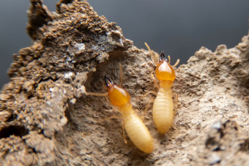 termites eating wood - termite control