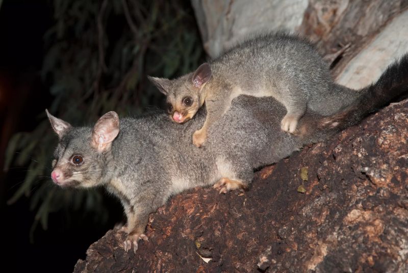 risks of DIY rodent control - posioning native animals possums