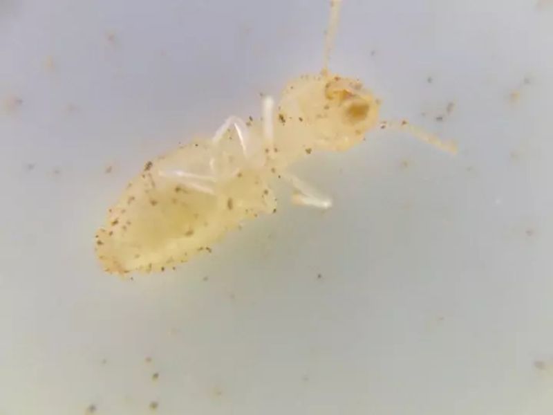 some termites look like white ants