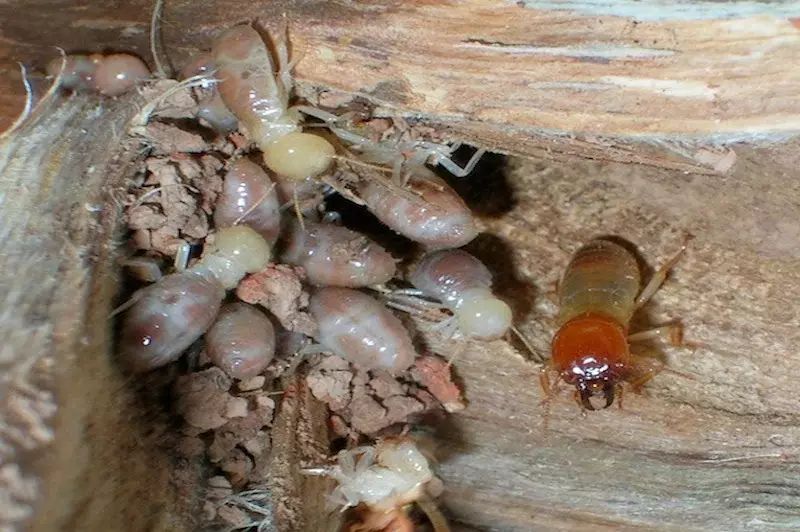 giant northern termite - termite control