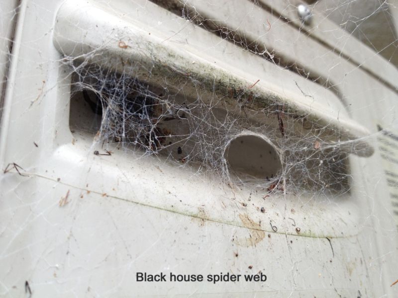 Web building spiders - black spider treatments