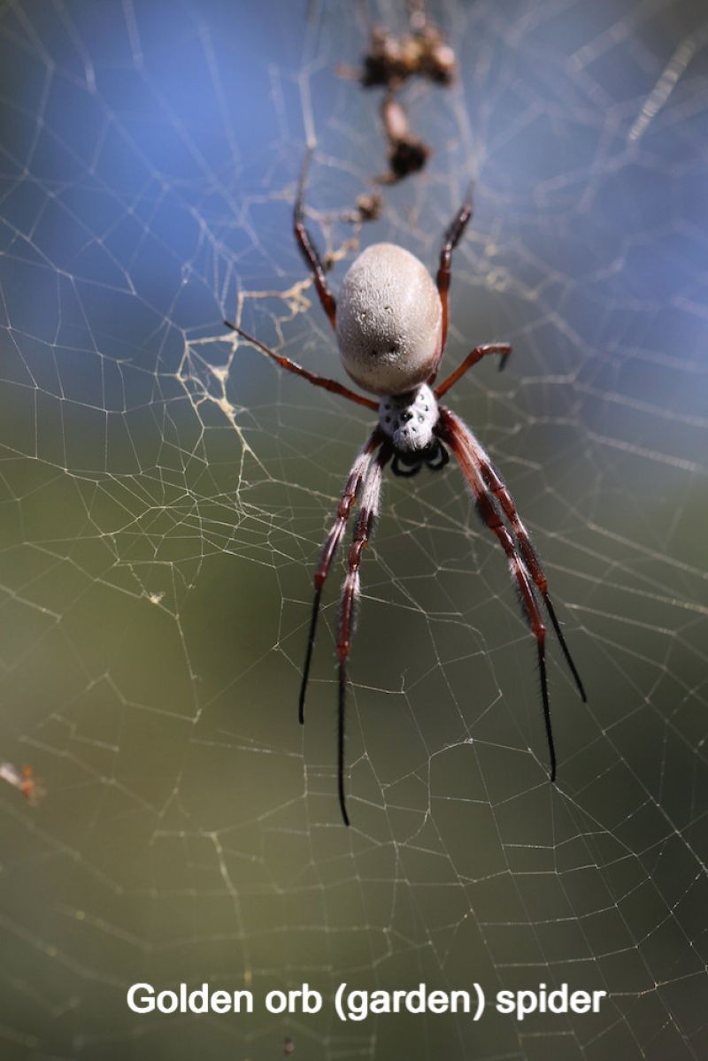 Golden orb spider web - spider treatments