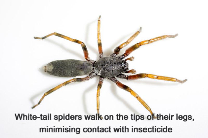 white tip spriders - hunting spiders treatment