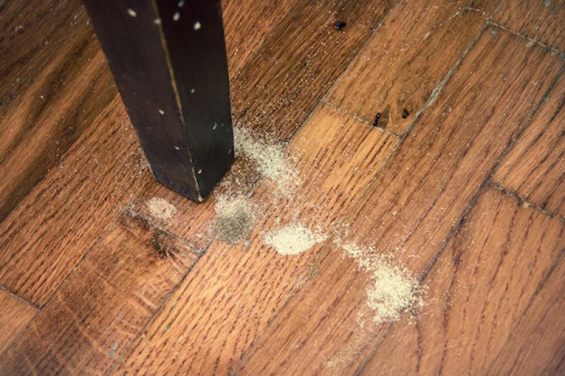 sawdust from furniture beetles and wood borers