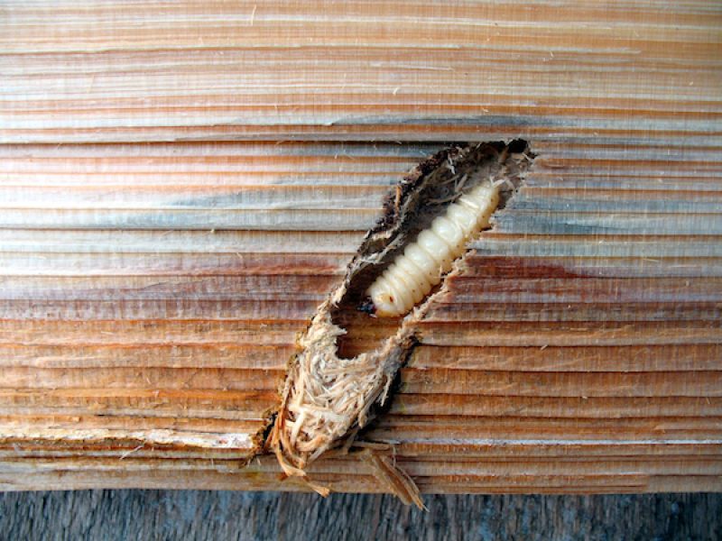 wood borer larvae in wood
