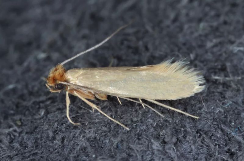Moths and fabric pests - pest control