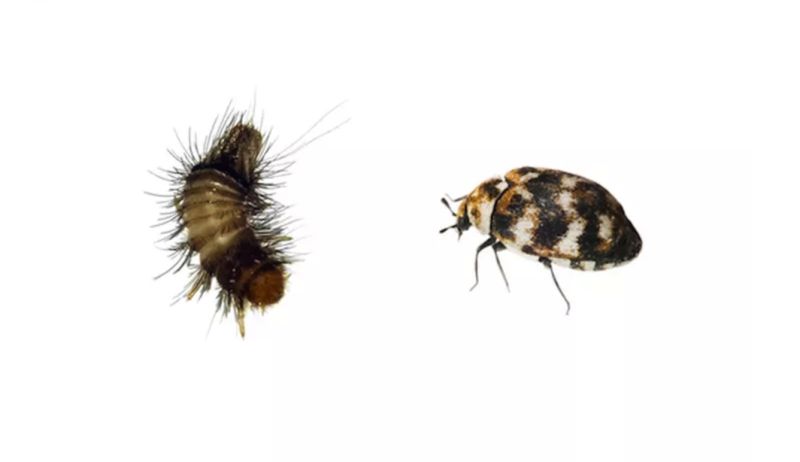 Carpet beetles - pest control treatment