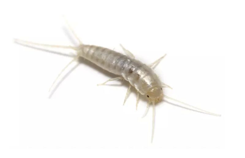 Silverfish pest control treatments fabric pests