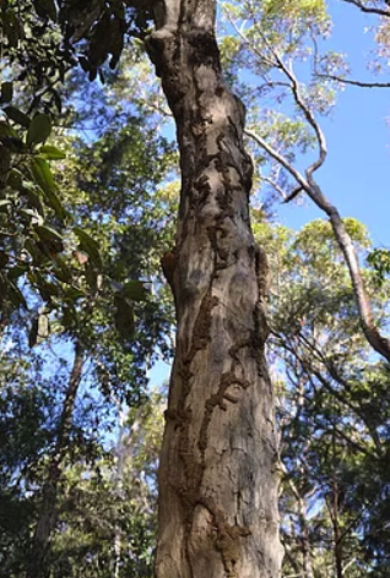 Termites mud tubes on tree