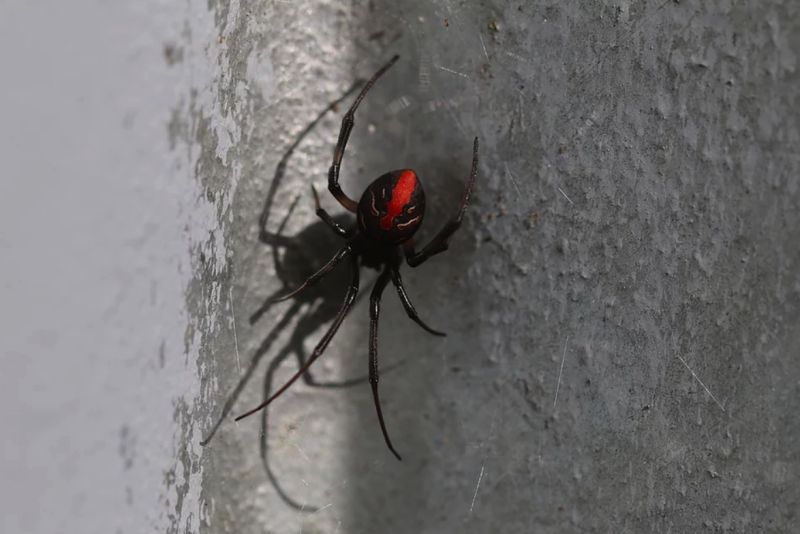 Redback spider pest control treatments professional - bite and treatment