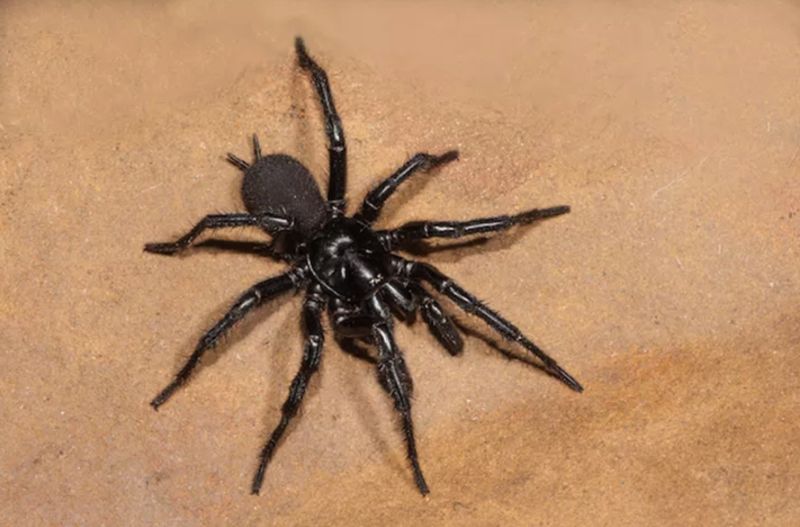 funnel web spider bite treatment and symptoms