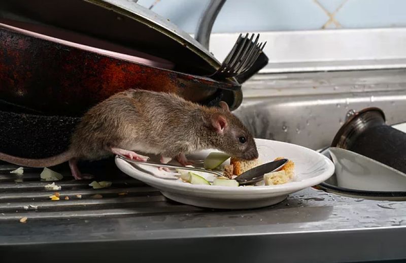 rats around the house and in the kitchen - rodent control