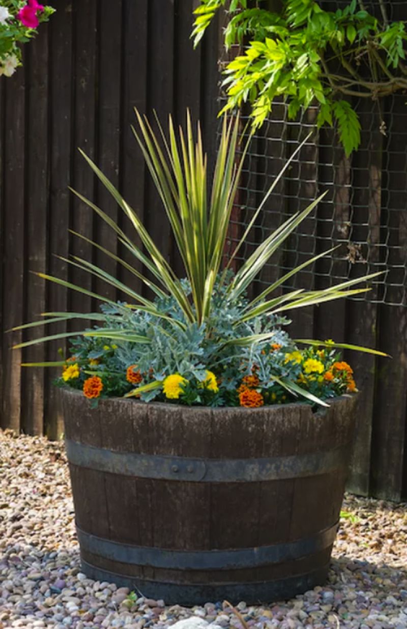 Termites love wine barrel planters - termites around your home