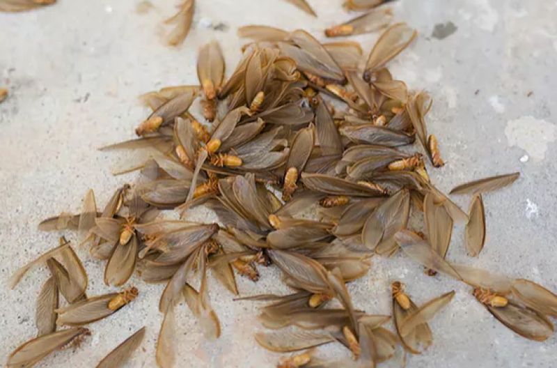 Termite wings - a sign of termites around your home