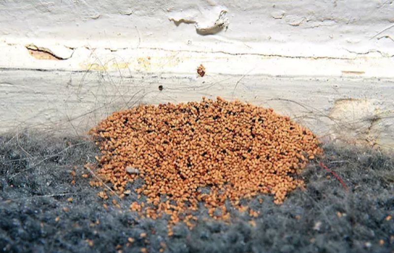 Drywood termites will leave frass - termite faecal matter