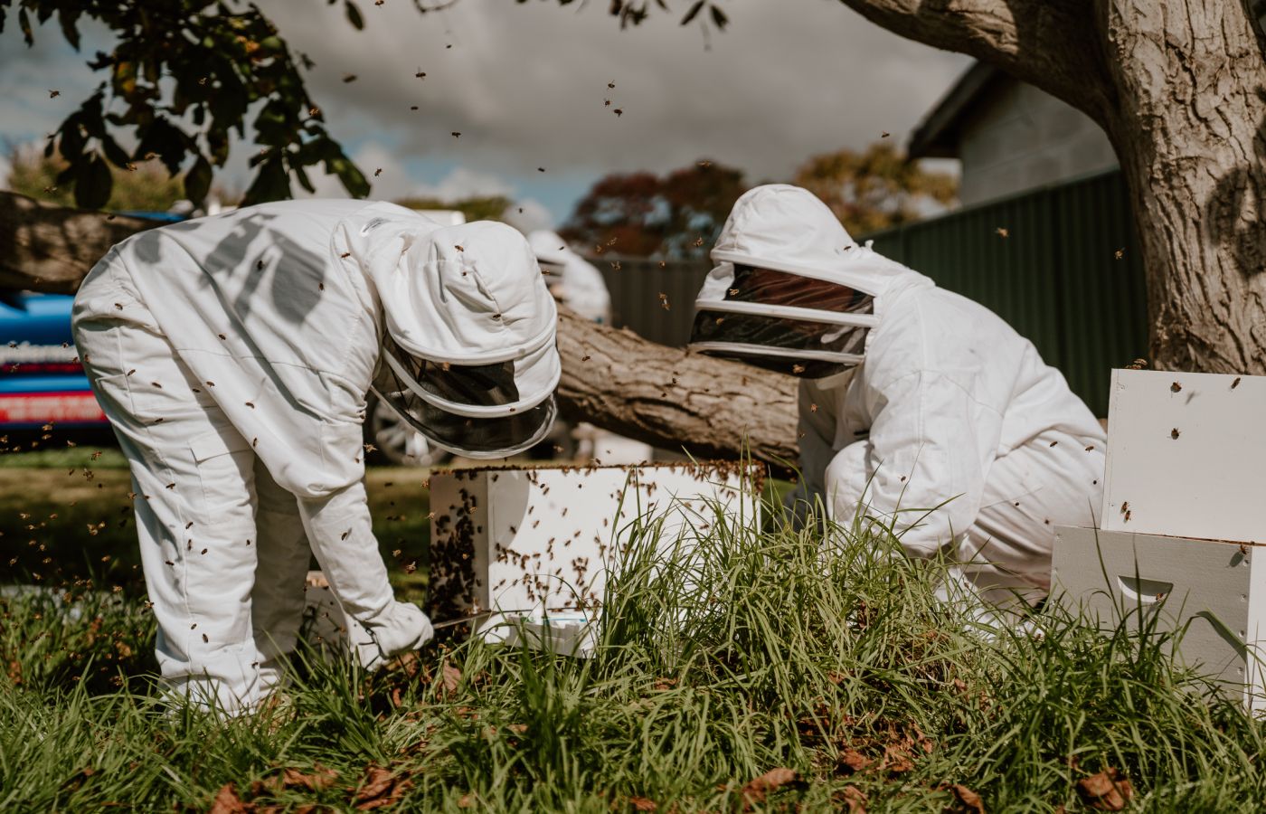 bee removal - pest control in protective bee suits