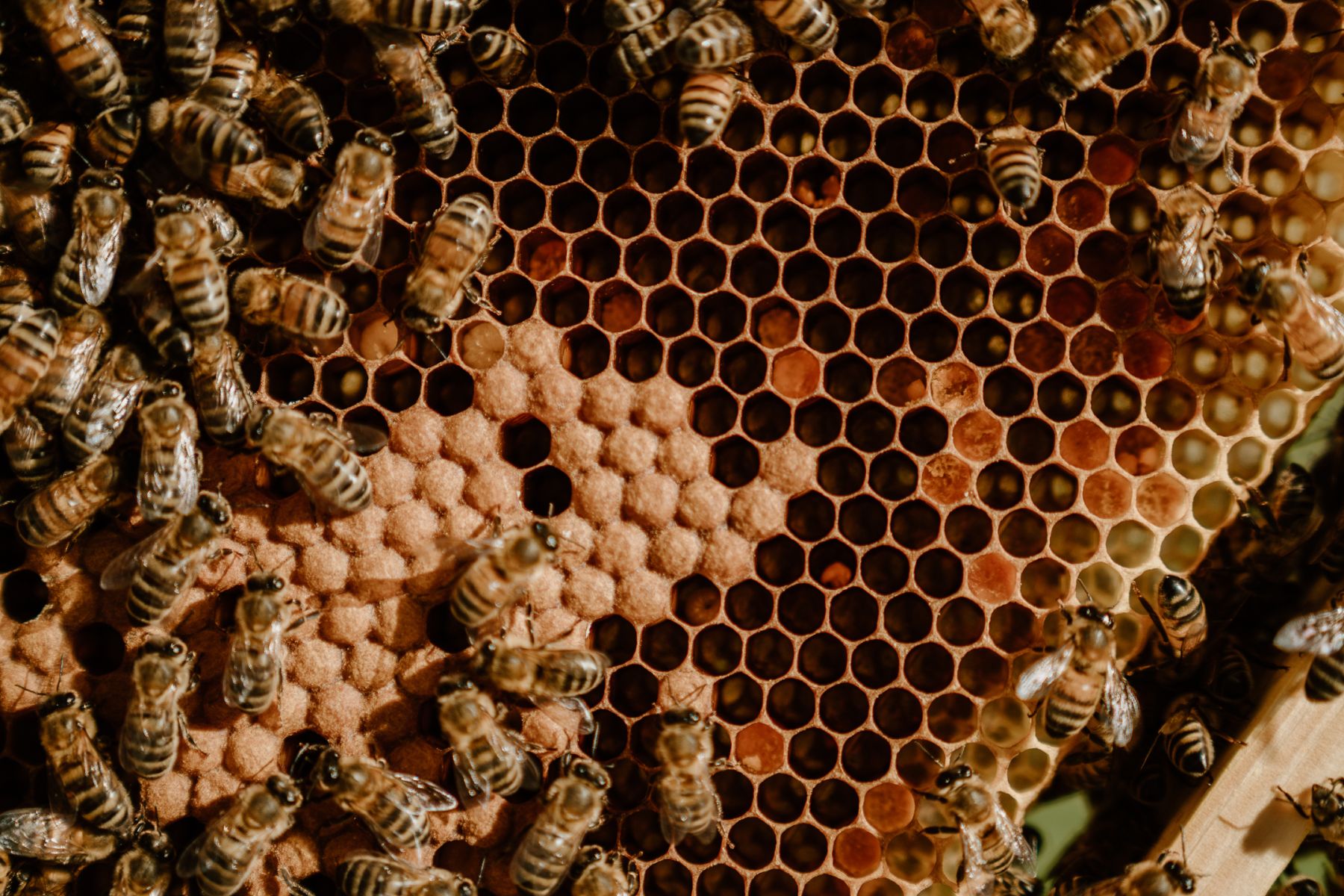 Bee hive removal safely from your property with Spiderman SE