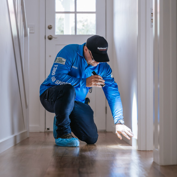 termite inspections - technician inspecting wood skirting