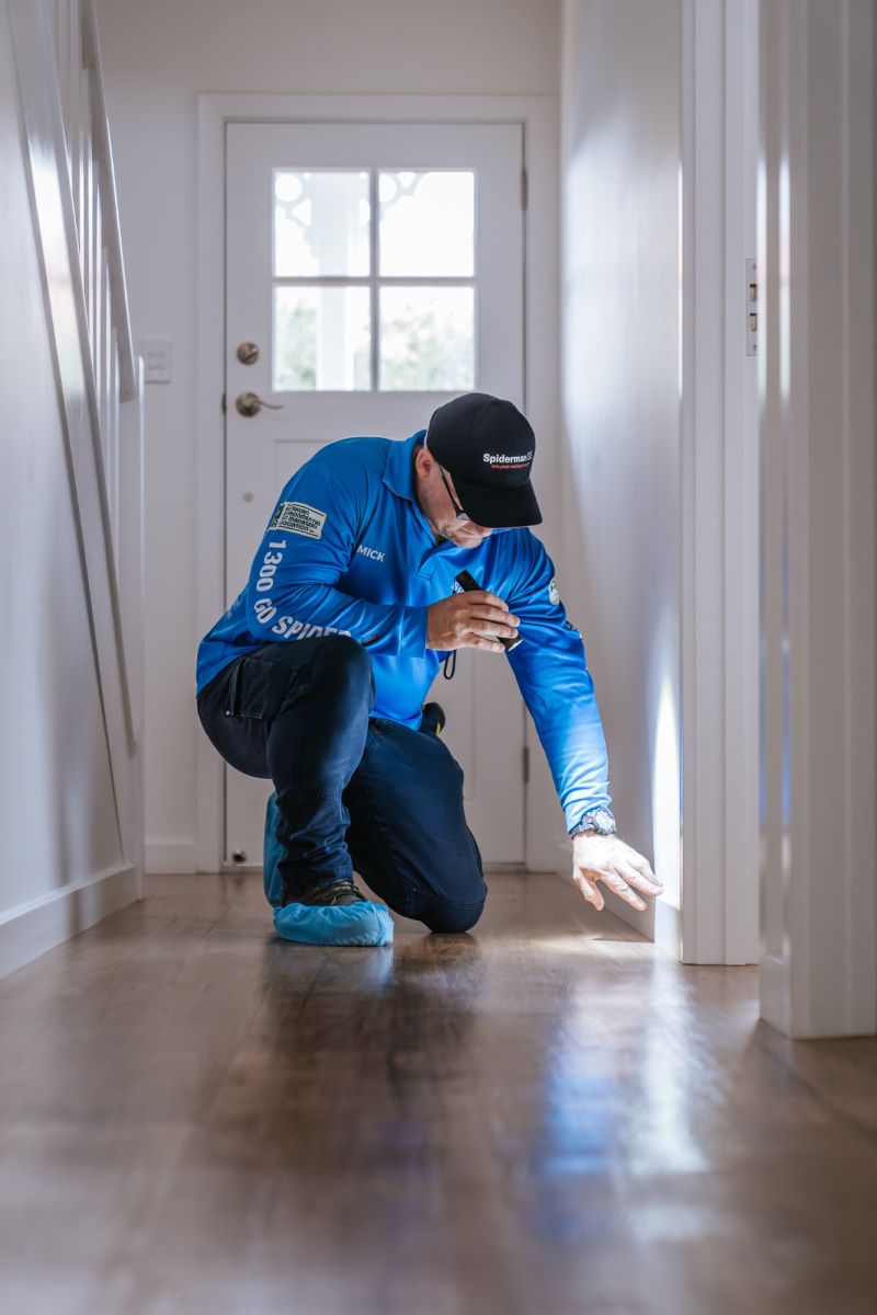 termite inspections - technician inspecting wood skirting