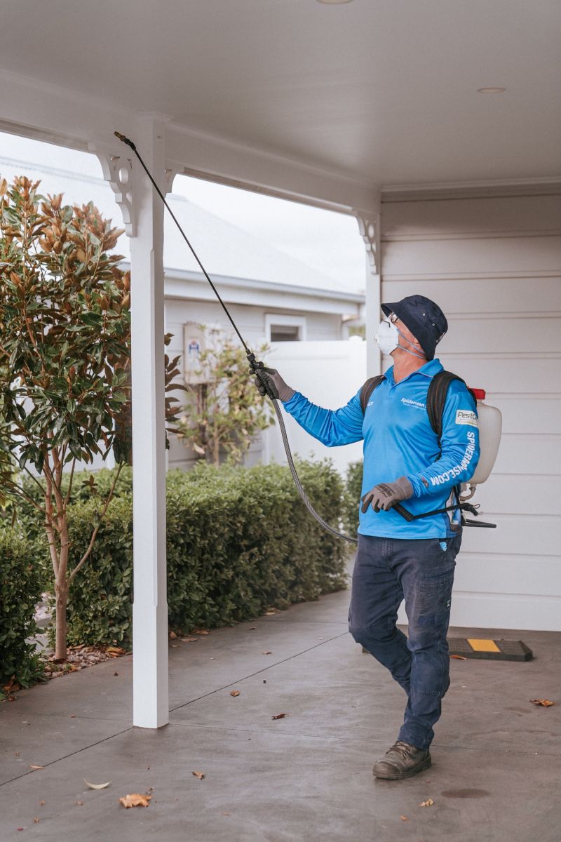 eco-friendly pest control treatments termite