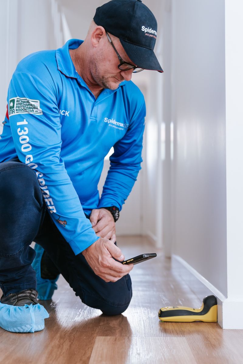 Termite inspection and treatment - wooden skirting boards