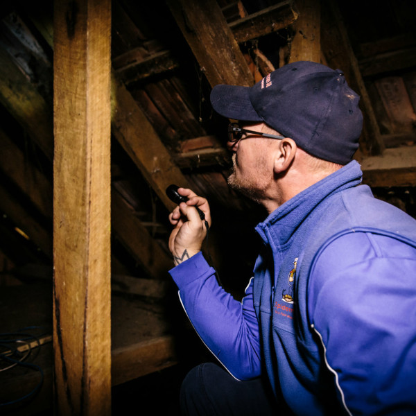 Pre-purchase pest inspection of property - Pest control services
