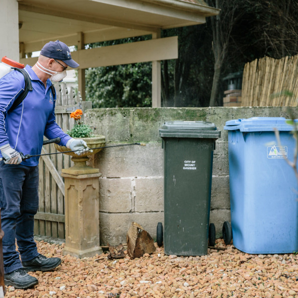 best time for pest control treatments