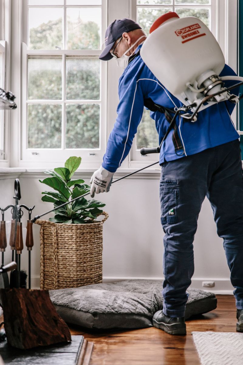 pest control treatment spraying inside house