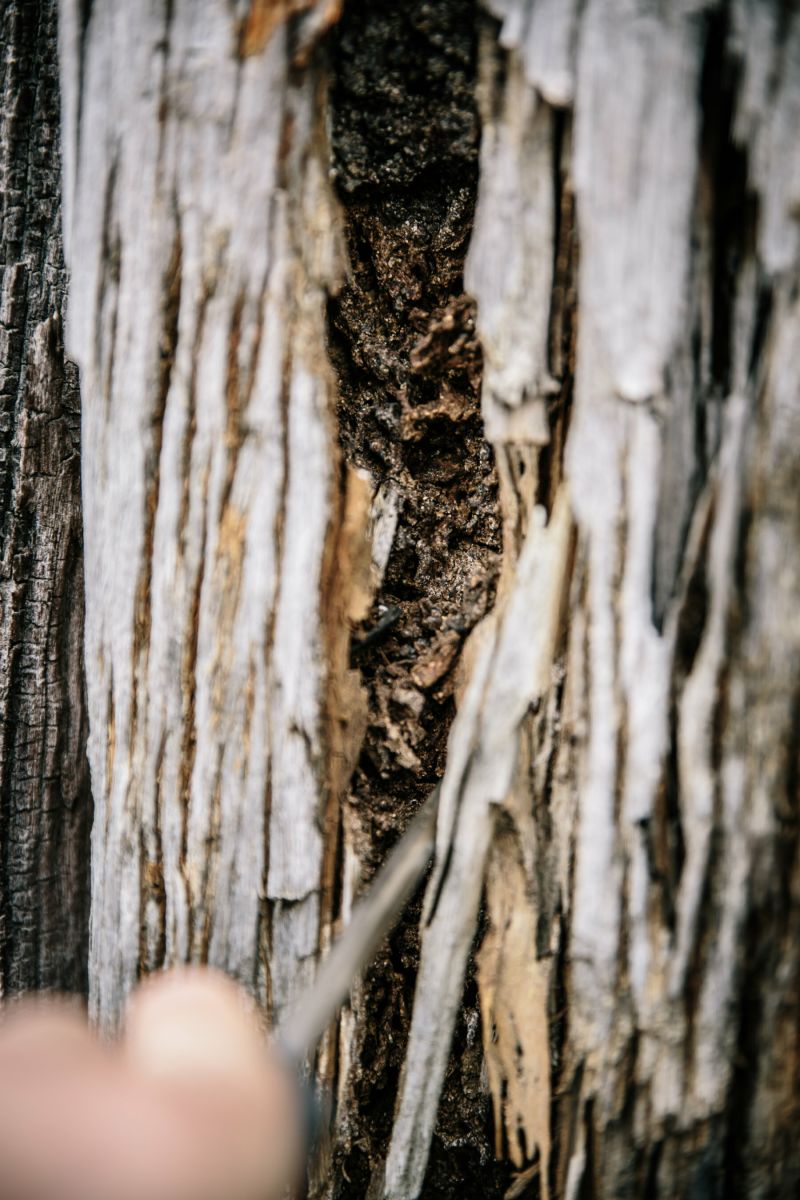 Termite treatments - termite destroyed wood