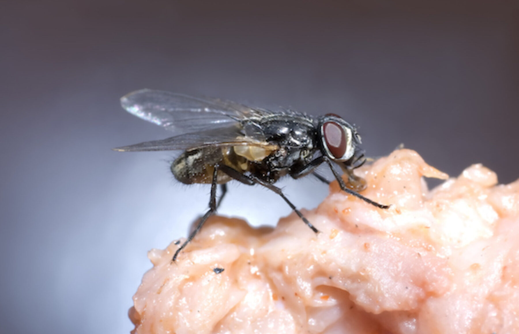 What do house flies eat deals