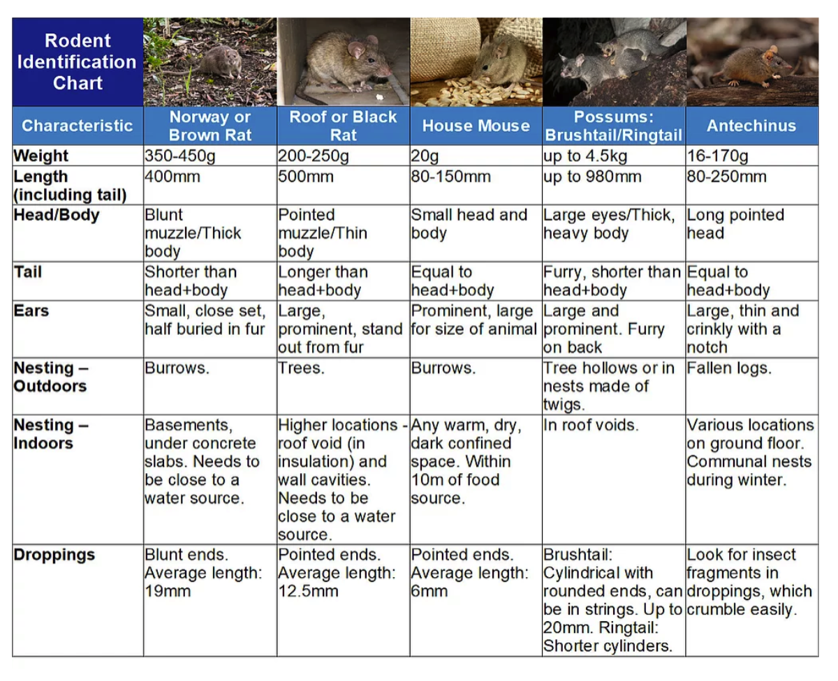RAT ID : Rat Identification : Identify Rats: Corky's Pest Control