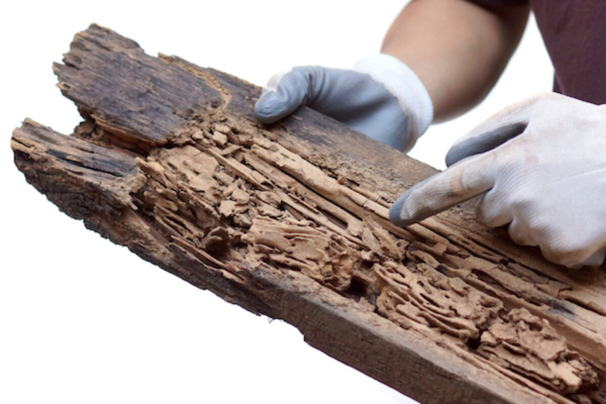 Termites v Borers What's the difference?