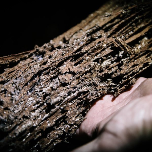 destroyed wood - termite inspection, termite treatment, termite control.